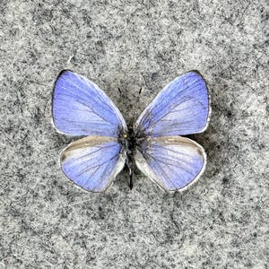 Udara dilecta, Himalayan pale hedge blue butterfly, Unmounted (wings FOLDED), Preserved, Dried, Real specimen