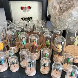 May include: A collection of glass jars containing preserved insects, including beetles, butterflies, and a praying mantis. The jars are arranged on a dark surface and labeled with the names of the insects and their locations.