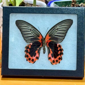 Papilio rumanzovia, Scarlet Mormon swallowtail butterfly, Mounted (wings spread) & framed in a Riker Mount, Preserved, Dried, Real specimen