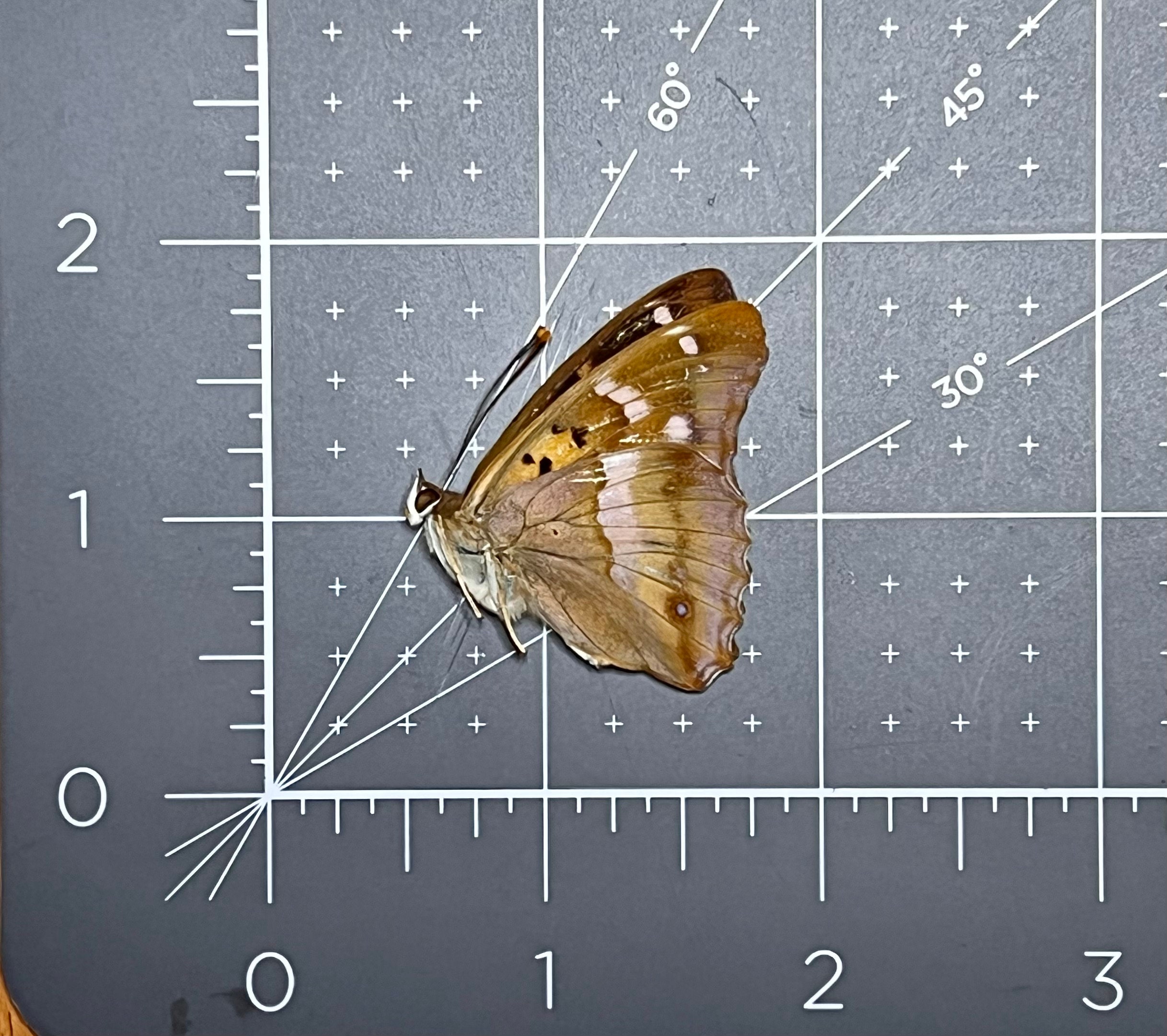 Real Freyer's Purple Emperor Butterfly, Apatura Metis, Dried