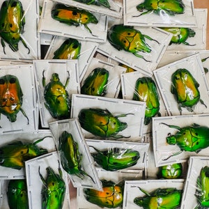 Fiery Green Flower Beetle, Heterorrhina sexmaculata sexmaculata, Unmounted, real, dried, preserved image 3