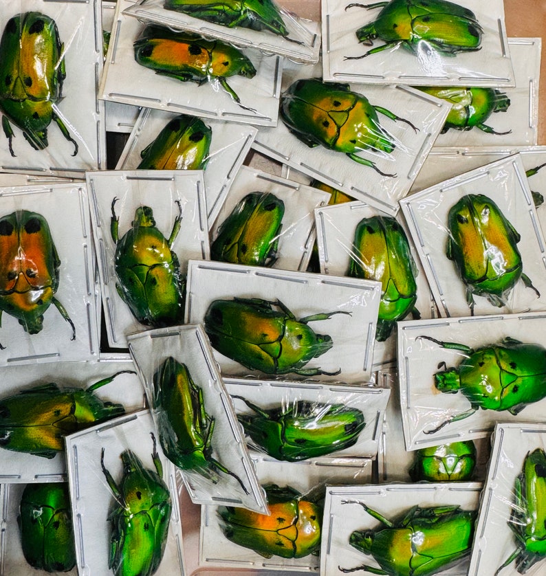 Fiery Green Flower Beetle, Heterorrhina sexmaculata sexmaculata, Unmounted, real, dried, preserved image 3