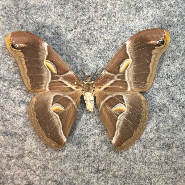 Eri silkmoth, Samia cynthia ricini, Wings FOLDED or Mounted (wings spread), real, preserved, papered