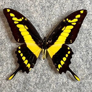 May include: A black and yellow butterfly with a wingspan of approximately 6 inches. The butterfly has black wings with yellow markings and a yellow body.
