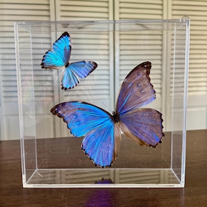 Blue Morpho godarti asarpai and Morpho portis, Mounted and framed in an acrylic shadowbox