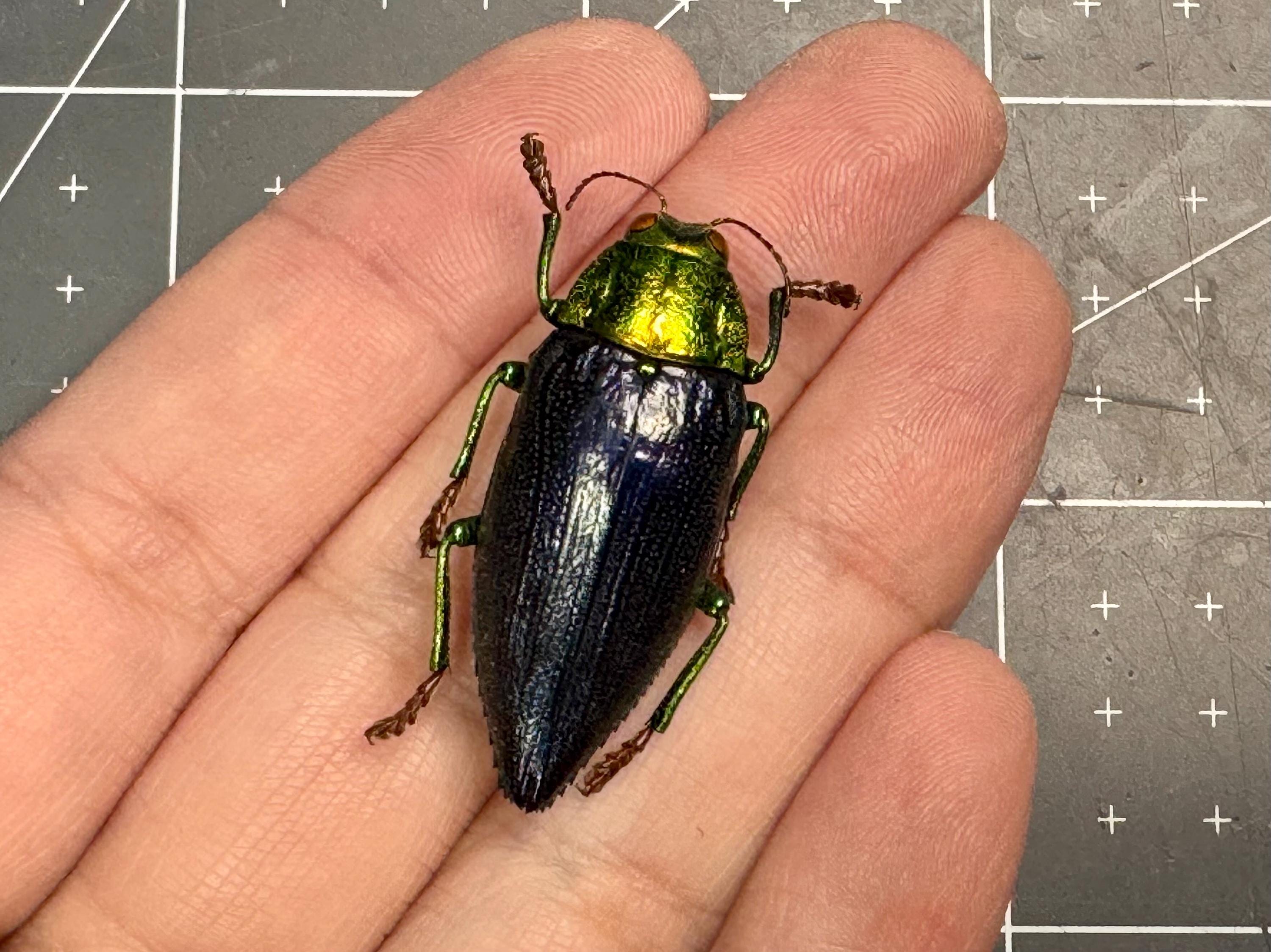 Chrysodema Walkeri Horaki, Jewel Beetle, UNMOUNTED, Real, Dried