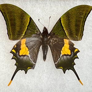 Rare Teinopalpus imperialis, The Kaiser-i-Hind swallowtail butterfly, Male, Mounted and framed in a Riker Mount Case image 4