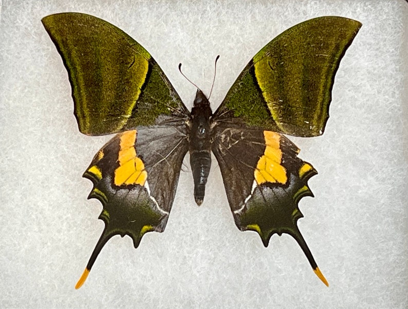 Rare Teinopalpus imperialis, The Kaiser-i-Hind swallowtail butterfly, Male, Mounted and framed in a Riker Mount Case image 4