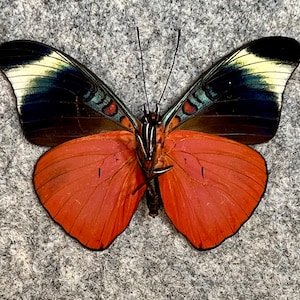 Red Flasher butterfly, Panacea prola, UNMOUNTED (Wings folded), Preserved, Dried, Real, Papered specimen