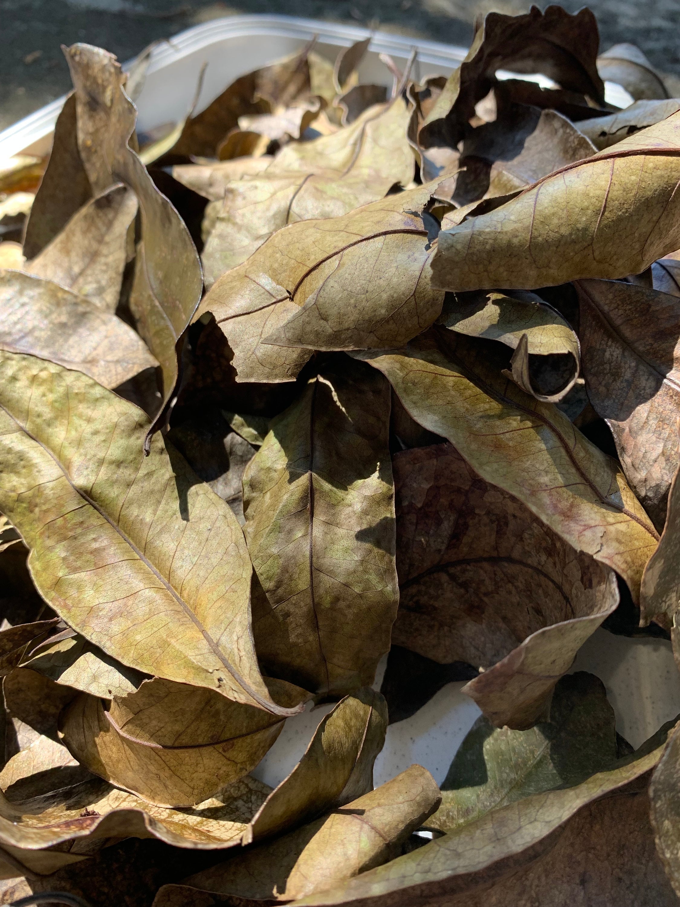 Dried Jamaican Pimento Leaves Etsy