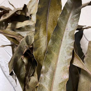 Dried Jamaican Mango leaves 1 oz