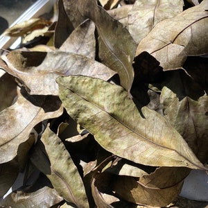 Dried Jamaican Pimento leaves 1oz