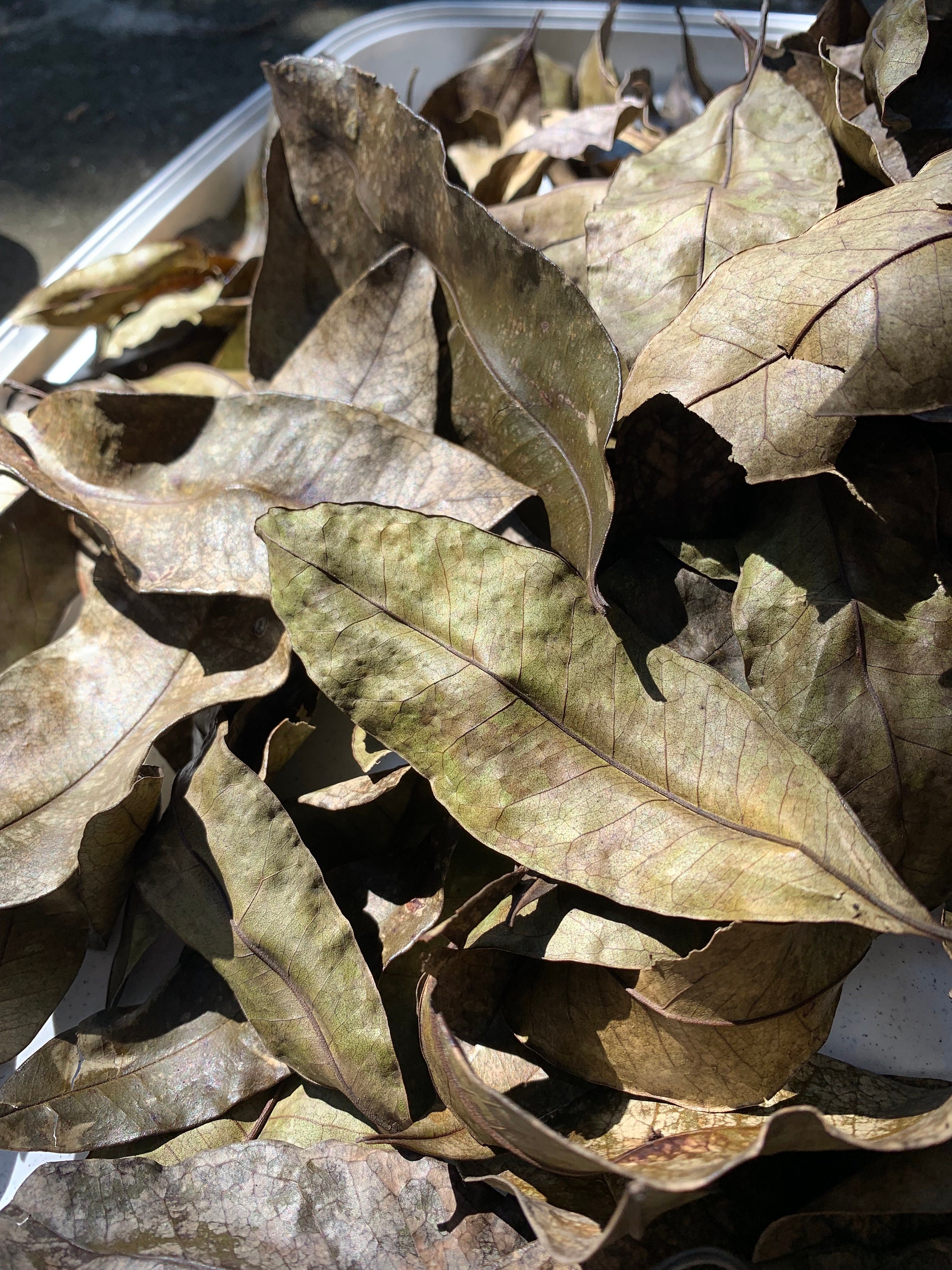 Dried Jamaican Pimento Leaves Etsy