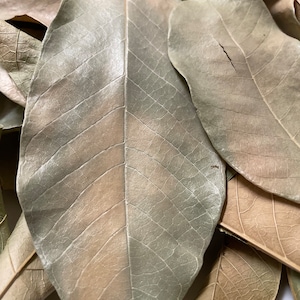 Jamaican Dried Ackee Leaves 1oz