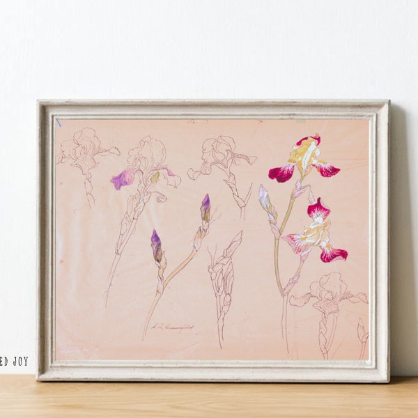 Pink Irises Flower Sketch Print | Vintage Botanical Line Drawing | Neutral Floral Art PRINTABLE| Minimalist Floral Sketch Wall Art