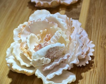 Kitten Paw Shell Flower • Seashell  Art•  Forever Flowers •Wedding Decor• Bridal accessories •