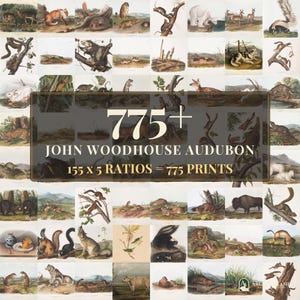 Op de afbeelding: Een digitale collectie van 775+ John Woodhouse Audubon dierenprints met een raster van diverse wildillustraties waaronder beren, eekhoorns en herten. De centrale tekst luidt 775+ JOHN WOODHOUSE AUDUBON 155 x 5 RATIOS = 775 PRINTS.