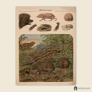 May include: A vintage educational poster titled Igel (Erinaceus europaeus) featuring detailed biological illustrations of hedgehogs, including anatomical sketches of a skull, feet, and internal structures, alongside a scene of hedgehogs in nature.