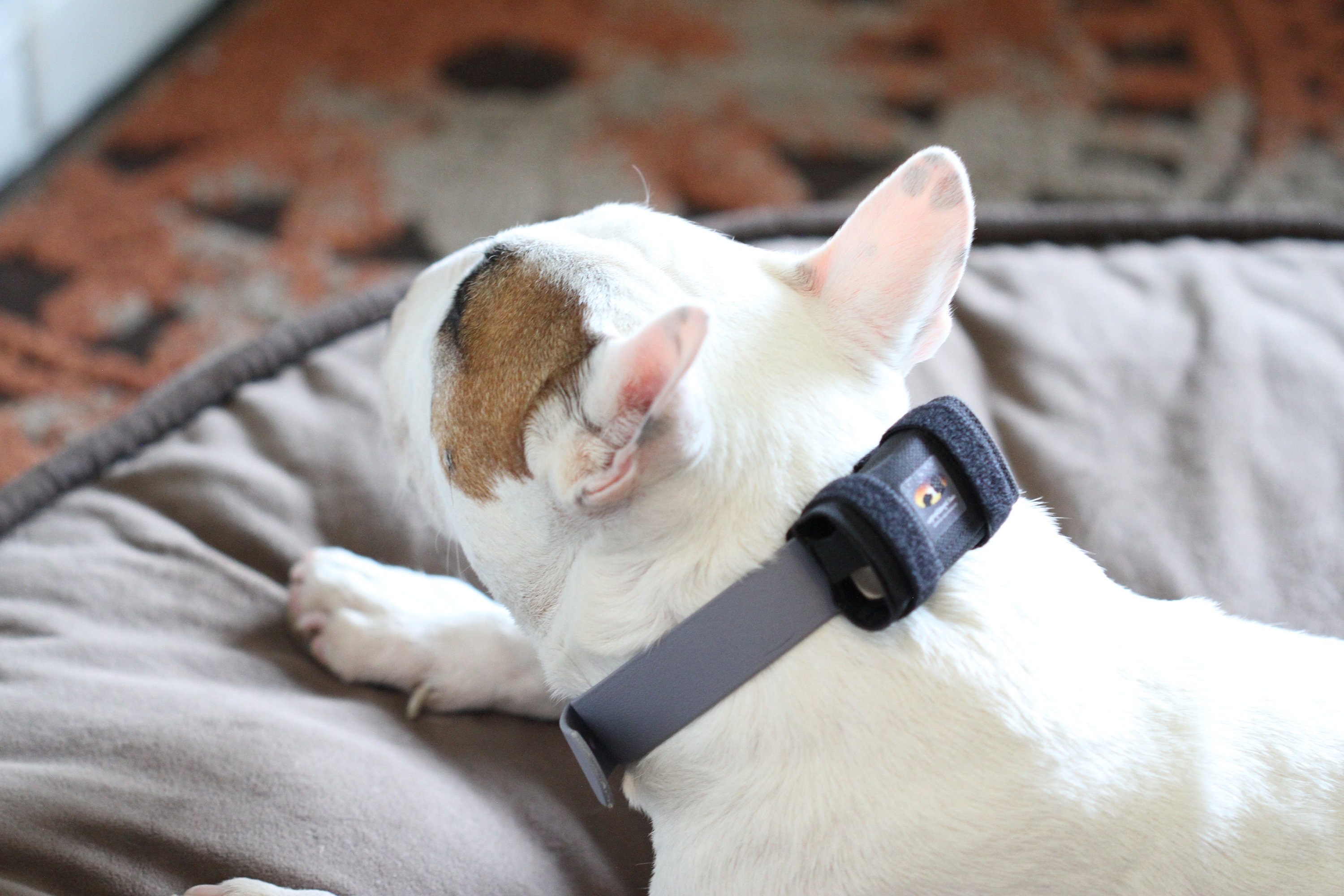 Coque de protection compatible avec localisateur GPS - Anti-rayures - Pour  collier de chien et chat - En silicone - Anti-perte (bleu/lueur nocturne) :  : Électronique