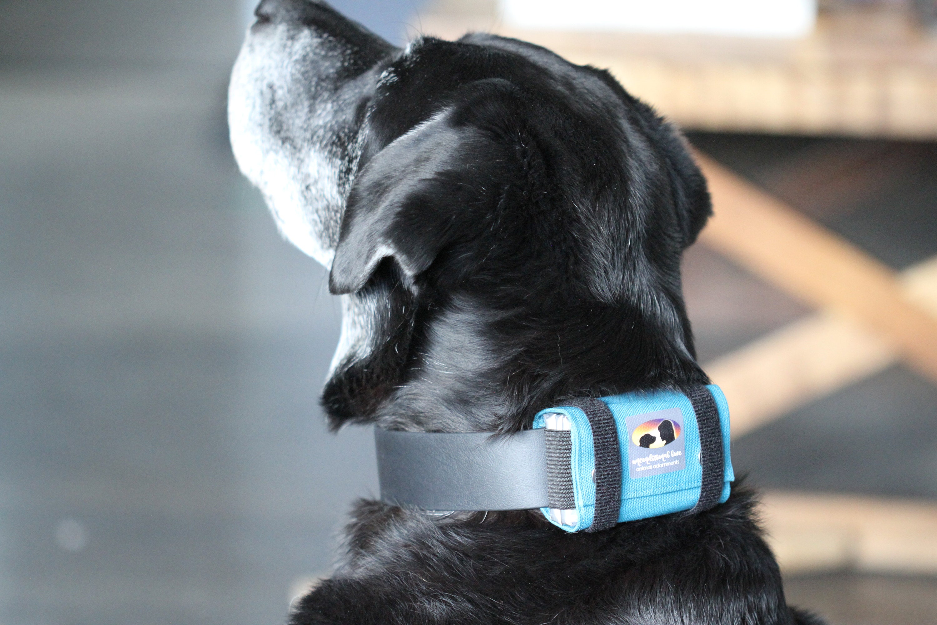 首輪・ハーネス・リード Tractive GPS Tracker for Dogs TRACTIVE Smart Dog GPS Tracker with Vital Signs Monitoring, Dog
