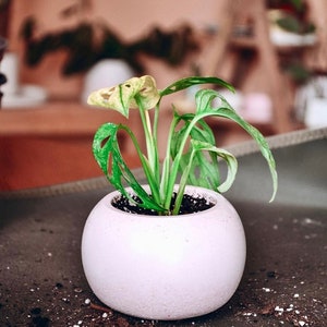 Maceta pequeña de hormigón con plato, minimaceta con orificio de drenaje, maceta para cactus pequeños, maceta de interior para plantas pequeñas, regalo para amantes de las plantas.