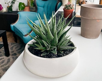 Succulent Bowl Planter, Concrete Shallow Plant Pot With Saucer, Low Wide Flower Pot For Indoors, Cement Bowl With Dranaige Hole