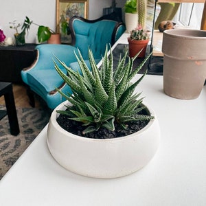 Succulent Bowl Planter, Concrete Shallow Plant Pot With Saucer, Low Wide Flower Pot For Indoors, Cement Bowl With Dranaige Hole