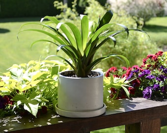 Maceta grande de hormigón con orificio de drenaje, maceta de cemento con plato para jardinería de interior.