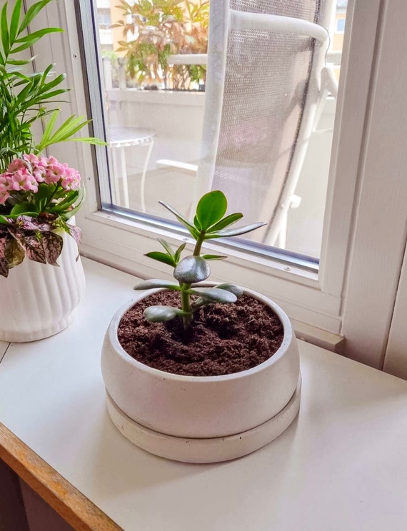 ceramic plant pot large Bibendum Large Planter by Campania International Aged Limestone