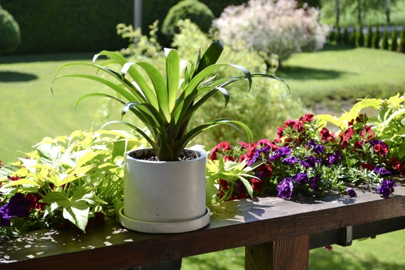 fertilizer for snake plants Houseplant Fertilizer ZZ Plant, Snake Plant, Fig Tree, Olive Tree 18-6-12+  Micro Nutrients  PowerGrow Systems & Utah Hydroponics