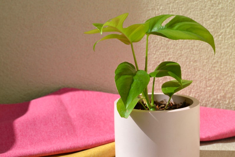 Concrete Planter With Drainage Hole, Plant Pot With Saucer, Round Cement Flower Pot With Drain, Indoor Planter Available in Many Colors