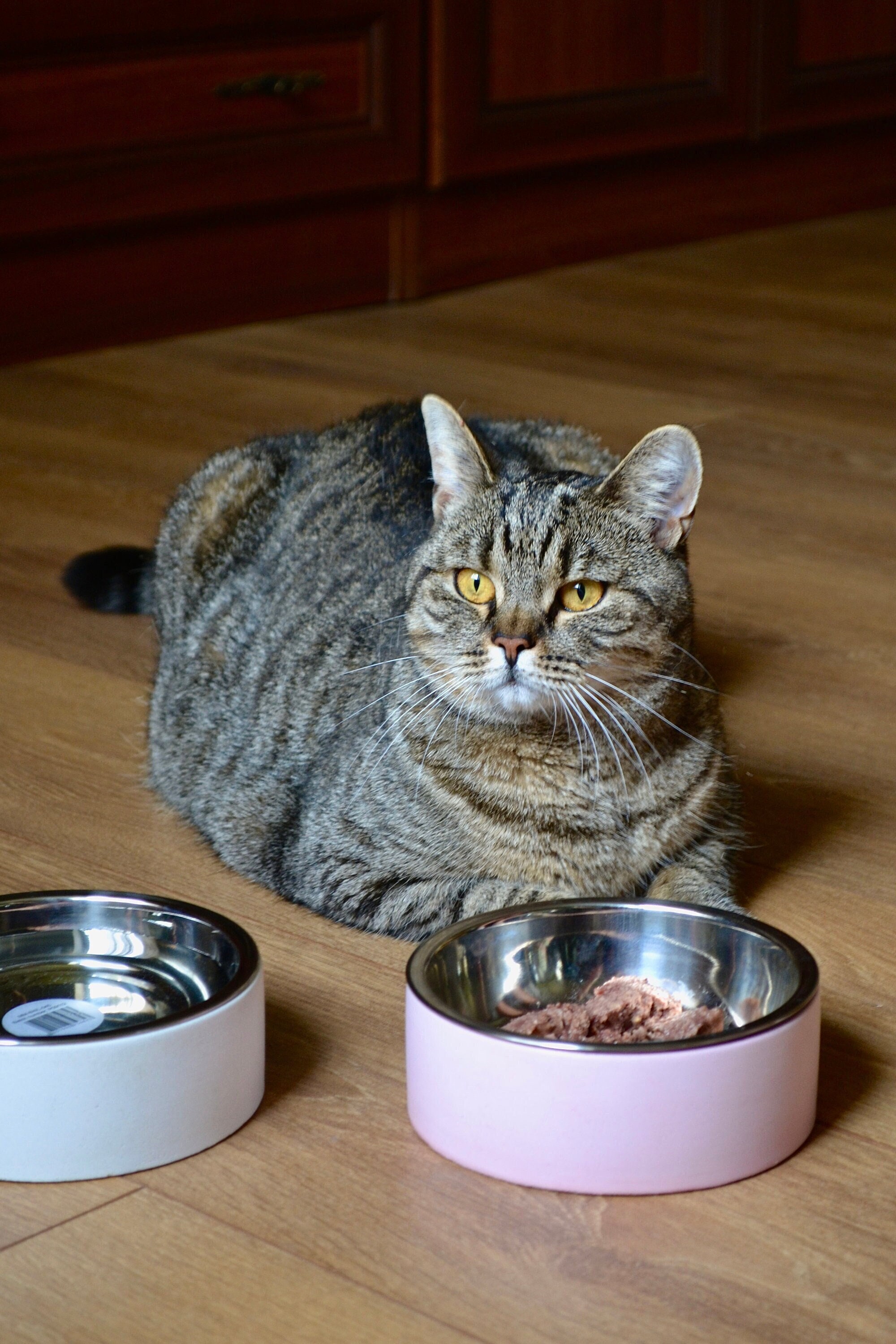 2) Stainless Steel Dog Cat Pet Bowl Large 52.4 oz Food or Water Bowl Dish