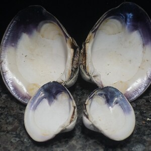 Wampum Quahog Shells RARE XXXXL 4 1/2" -5" Lot of 2  Shells Matched Pair