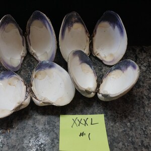 May include: A collection of seven large, open seashells with a white interior and a purple-blue gradient along the edges. A yellow sticky note with the text "XXXL #1" is in the foreground. The shells are on a speckled surface.