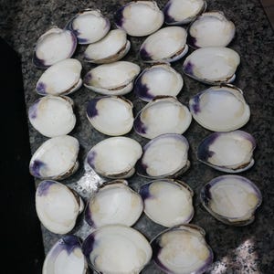 May include: A collection of white clam shells with purple and brown accents. The shells are arranged on a dark, textured surface, showcasing their natural beauty and intricate details. The shells are empty.