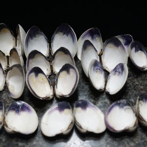 May include: A collection of 18 clam shells, each with a white interior and a purple exterior. The shells are arranged in a random pattern on a dark gray surface.