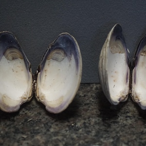 May include: Two open bivalve seashells displayed side by side. Each shell features a smooth, off-white interior with distinct deep purple or violet coloration along the inner edges and hinge areas, showcasing natural organic textures and curves.