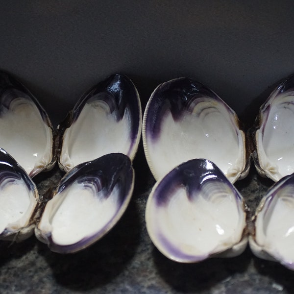 Wampum Quahog Shells XXL 3 1/2-4" Ancient Source Lot Of 8 Shells- Matched Pairs