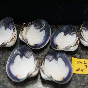 May include: Six open seashells with white interiors and dark blue-purple edges are arranged on a dark speckled surface. A yellow sticky note with black text is in the lower right corner.