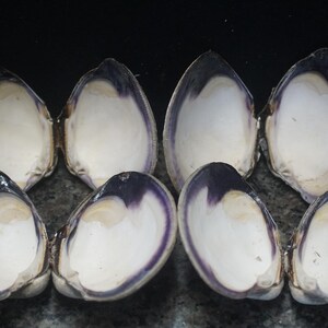 May include: Eight open clam shells with a white interior and a dark purple border. The shells are arranged in two rows of four, with the open sides facing up. The shells are on a dark, textured surface.