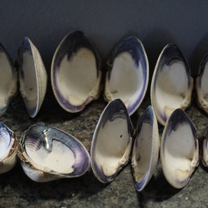 Wampum Quahog Shells XLP Premium 3-3 1/2&quot;  Matched Pairs Lot Of 12