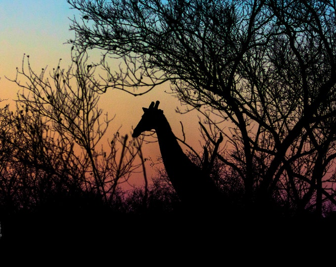 Sunset Giraffe- Print Only! On Bamboo giclee archive paper. Wall Decor, photography Print.
