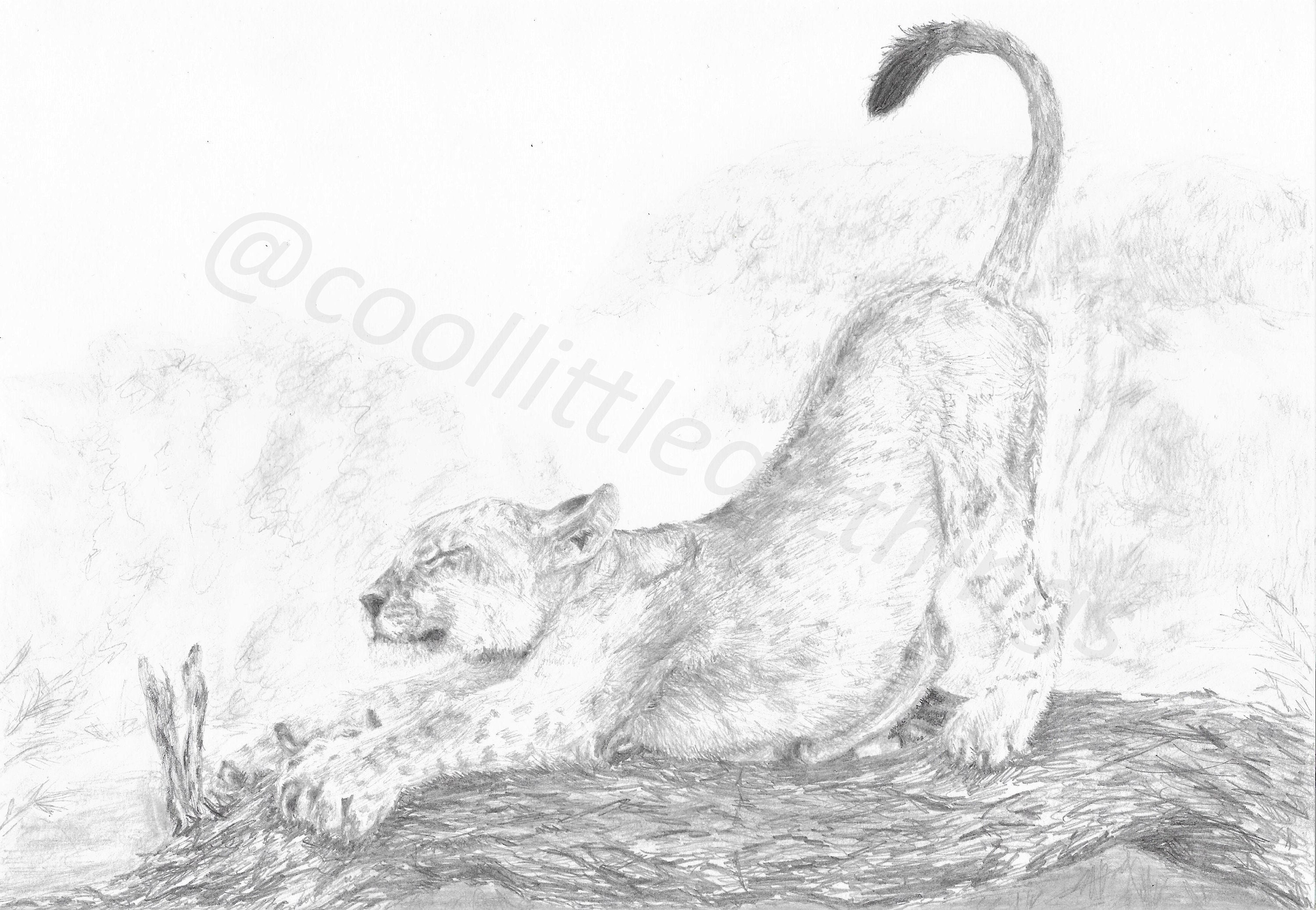 Lion Cub Pencil Drawing Handrawn Digital Download Baby Shower Gift ...