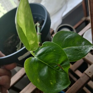 baby potho plant