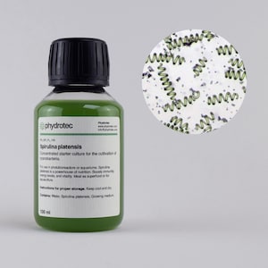 Spirulina - 100ml fitoplâncton, cultura viva, cianobactérias