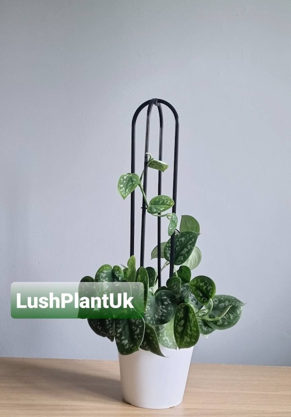 buddha bamboo plant Dwarf Buddha Belly Bamboo main image 0