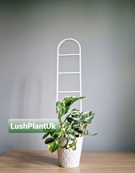 Arch Plant Trellis | 3D Printed Plant Support - Etsy