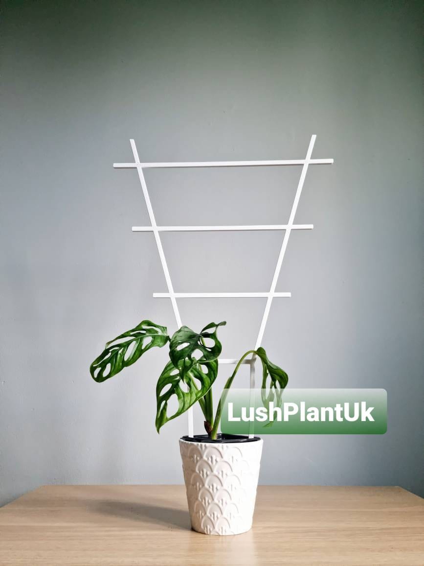 Biodegradable Plant Trellis | 3D Printed Climbing Support - Etsy