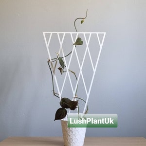 May include: A white metal trellis with a diamond pattern, supporting a green vine with dark green leaves. The vine is growing in a white ceramic pot with a decorative pattern. The pot is sitting on a light brown wooden surface. The text "LushPlantUK" is visible in the image.