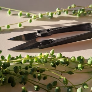 May include: Black small scissors with a black plastic handle, lying on a white surface with a string of green succulent plants.